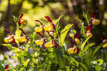 Lady's Slipper Orchid flower. Yellow with red petals blooming flower in natural environment. Lady Slipper blossom bloom. Cypripedium calceolus.の写真素材