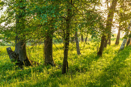 Forest in summer colors. Green colored deciduous trees in golden sunlight. Laelatu, Estonia, Europe