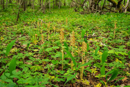 Monotropa hypopitys - called Dutchman's pipe, false beech-drops, pinesap, or yellow bird's-nest. Orchid plant brown blossom. Beautiful flower blooms in a natural environment.の写真素材