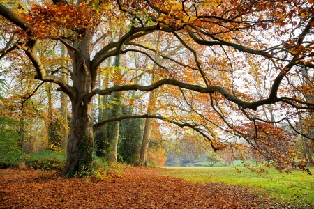 Autumn Landscape. Park in Autumn. Forest  in Autumn. Dry leaves in the foreground.の写真素材