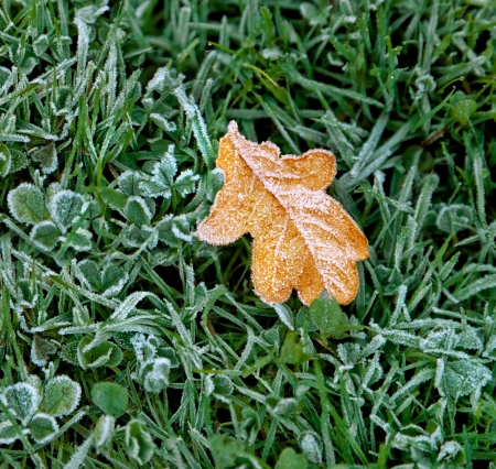 Autumn leaf covered with frost. Beginning of winter.の写真素材