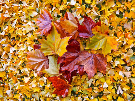 Autumn leaves. Abstract background. Colorful autumn leaves.