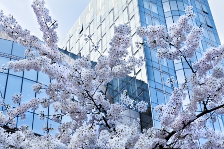 A branch of the cherry blossoms  Spring in the city の写真素材