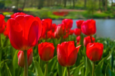 Group of red tulips  Spring landscape 