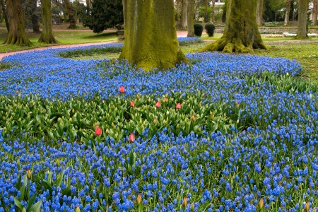 Park in The Spring Tulips  Spring landscape の写真素材