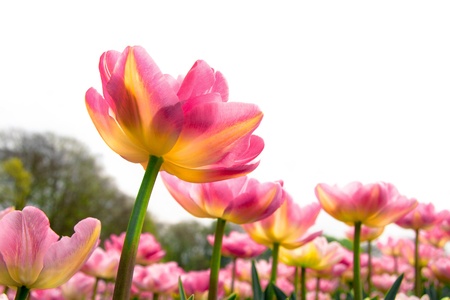 Group of pink tulips on a background of forest  Spring landscape 