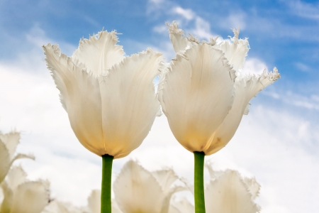 A group of white tulips against the sky  Spring landscape の写真素材