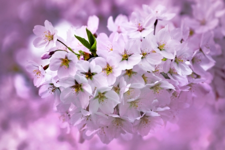 A branch of a cherry  Spring landscape  Close-up の写真素材