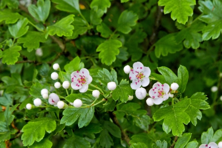 A branch of a cherry  Spring landscape  Close-up の写真素材