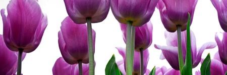 Group purple tulips on a white background  Spring landscape の写真素材
