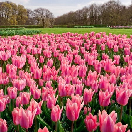 Group of pink tulips on a background of forest  Spring landscape の写真素材