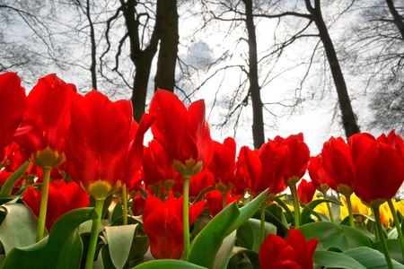 Group of red tulips on a background of forest  Spring landscape 