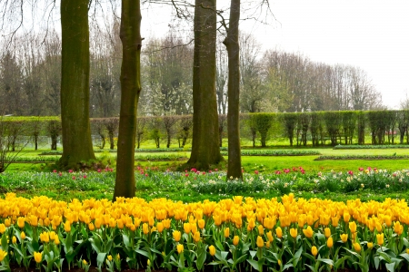 Group of yellow tulips in a fpark  Spring landscape の写真素材