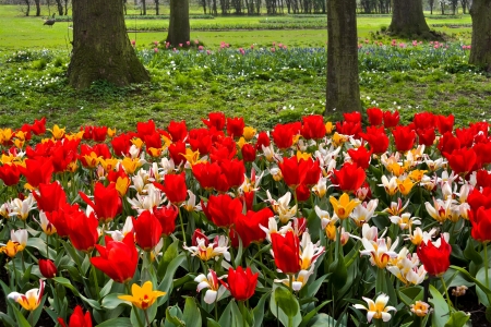 Colorful tulips in the park  Spring landscape の写真素材