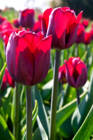 Group purple tulips  Spring landscape の写真素材