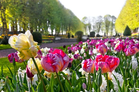 Colorful tulips in the park  Spring landscape 