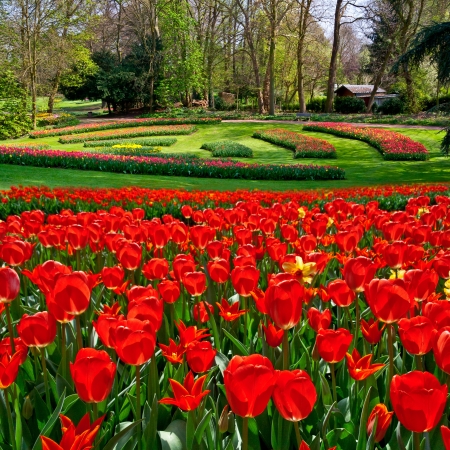 Group of red tulips in the park  Spring landscape の写真素材