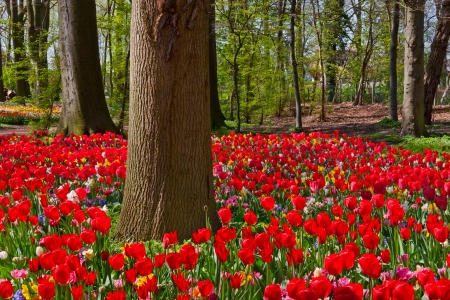 Tulips and narcissus in the park  Spring landscape の写真素材