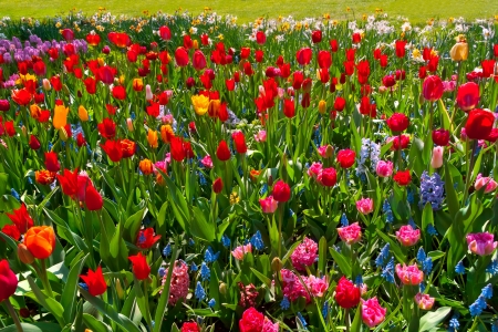 Group of tulips and hyacinths  Spring landscape の写真素材
