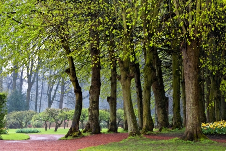 The path in the spring park  After the rain  Spring landscape の写真素材