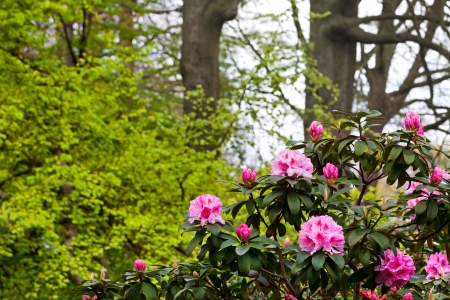 Azaleas in the spring park  Spring landscape の写真素材