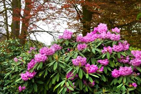 Azaleas in the spring park  Spring landscape の写真素材