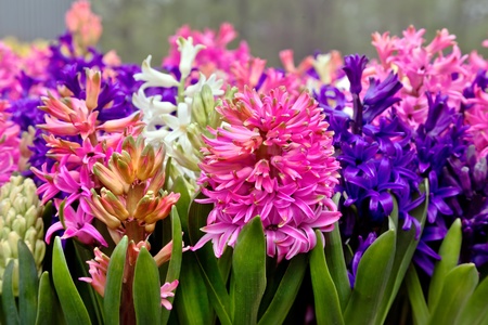 Group multicolored hyacinths  Spring landscape の写真素材