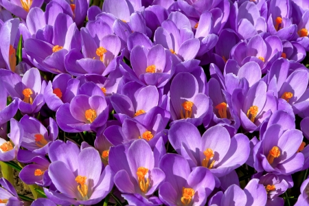 Group purple crocuses  Spring landscape の写真素材