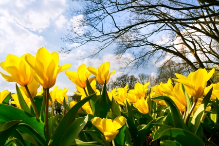 Yellow Narcissuses in the park  Spring landscape の写真素材