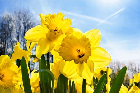 Yellow Narcissuses skyline  Spring landscape の写真素材