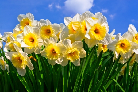 White Narcissuses skyline  Spring landscape の写真素材