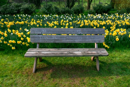 Bench in the park  Group of yellow Narcissus  Spring landscape の写真素材