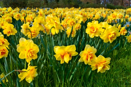 Yellow Narcissuses in the park  Spring landscape の写真素材