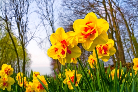 Yellow Narcissuses in the park  Spring landscape の写真素材