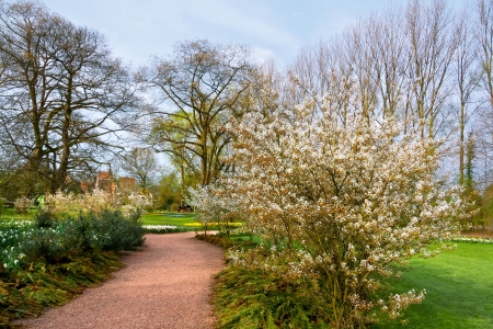 The path in the spring park  Spring landscape の写真素材