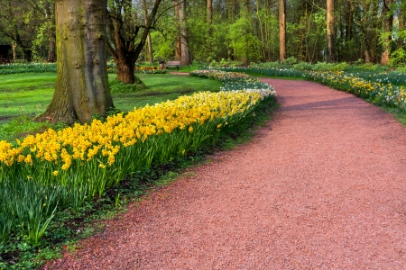 The path in the spring park  Yellow Narcissuses  Spring landscape  の写真素材