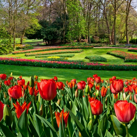 Group of red tulips in the park  Spring landscape の写真素材