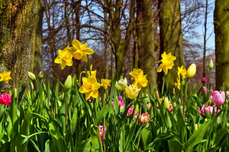 Yellow Narcissuses in the park  Spring landscape の写真素材