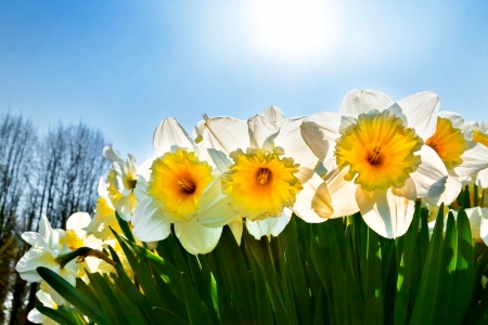 White Narcissuses skyline  Spring landscape の写真素材