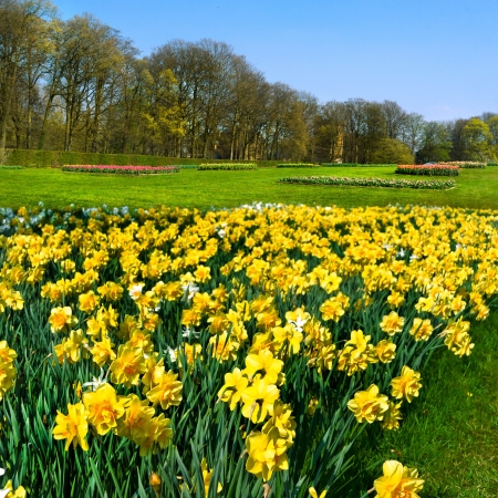 Yellow Narcissuses in the park  Spring landscape の写真素材