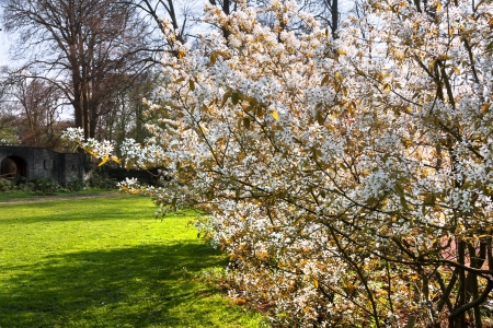 Sunny day in the park  Spring landscape の写真素材