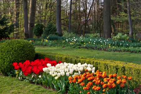 Colorful tulips in the park  Spring landscape の写真素材