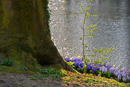 Hyacinth on the lake  Spring landscape の写真素材