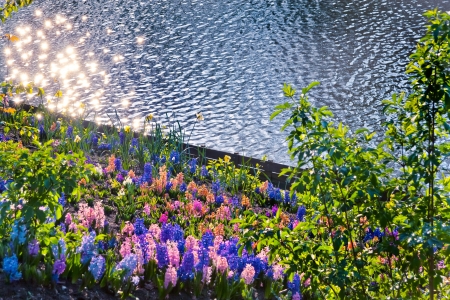 Hyacinth on the lake  Spring landscape の写真素材