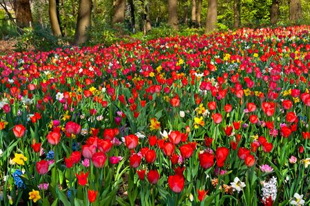 Tulips and narcissus on the forest background  Spring landscape の写真素材