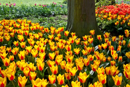 Colorful tulips in the park  Spring landscape の写真素材