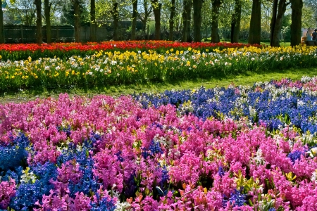 Hyacinths, narcissuses and tulips  in the park  Spring landscape の写真素材