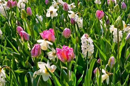 Group of tulips and hyacinths  Spring landscape の写真素材