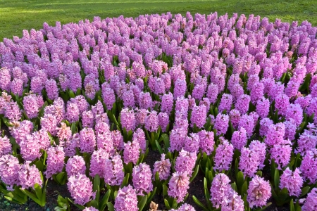 Group purple hyacinths  Spring landscape の写真素材