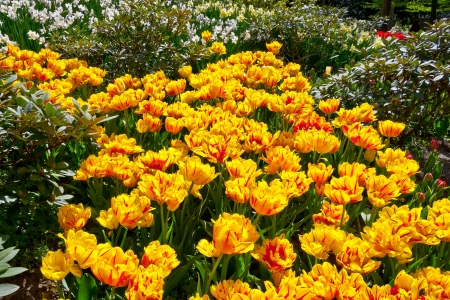 Tulips and narcissus on the forest background  Spring landscape の写真素材
